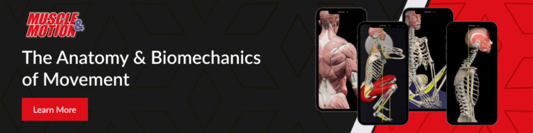 Muscle and Motion Graphics 1000x250 1 768x192